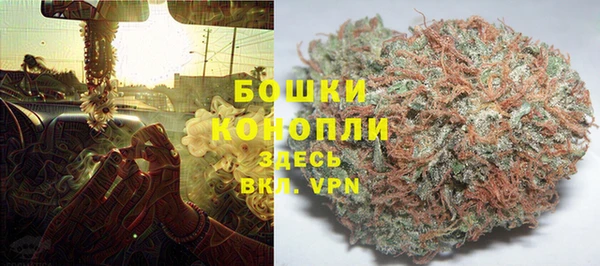 прущие грибы Беломорск